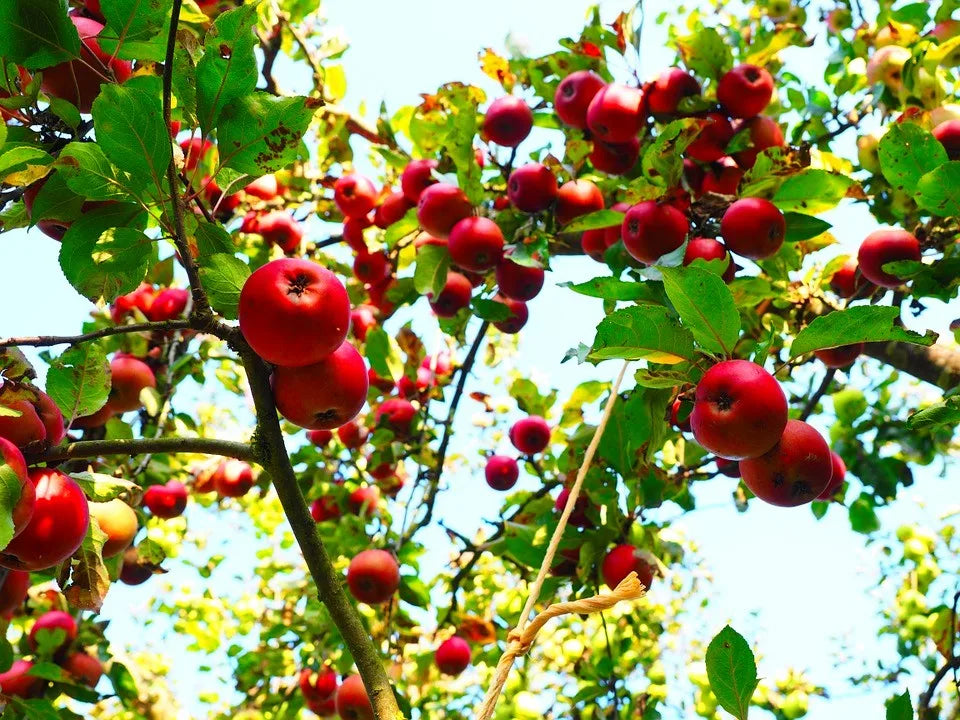 Adubo Forth Frutas 400g - Nutrição Completa para Floração e Frutificação - Verde Jardim Verde Jardim 