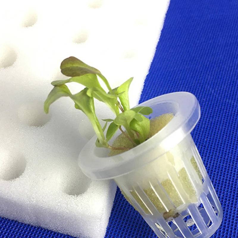 Esponjas de Algodão para Germinação de Sementes - 100 blocos por peça Verde Jardim 