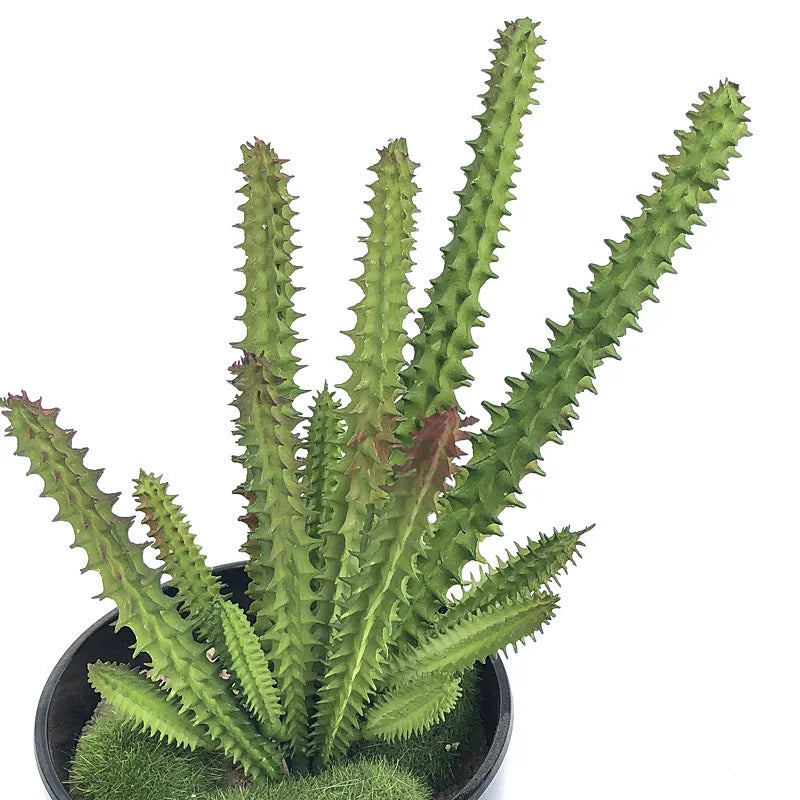 Ramo de Cacto Artificial Verde Jardim – Decoração Natural e Sem Manutenção para Casa e Escritório