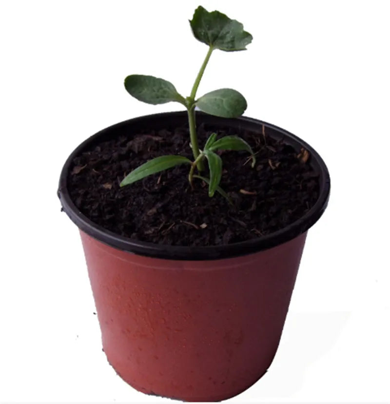 10g de Solo Rico em Nutrientes NPK - Fertilizante para Plantas - Verde Jardim Verde Jardim 
