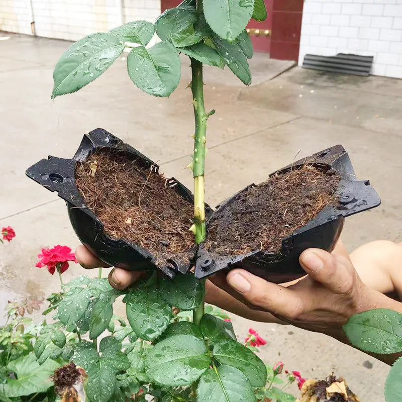 Recipiente de Enraizamento para Plantas – Propagador de Raízes Clonador em Tamanhos P, M e G | Verde Jardim