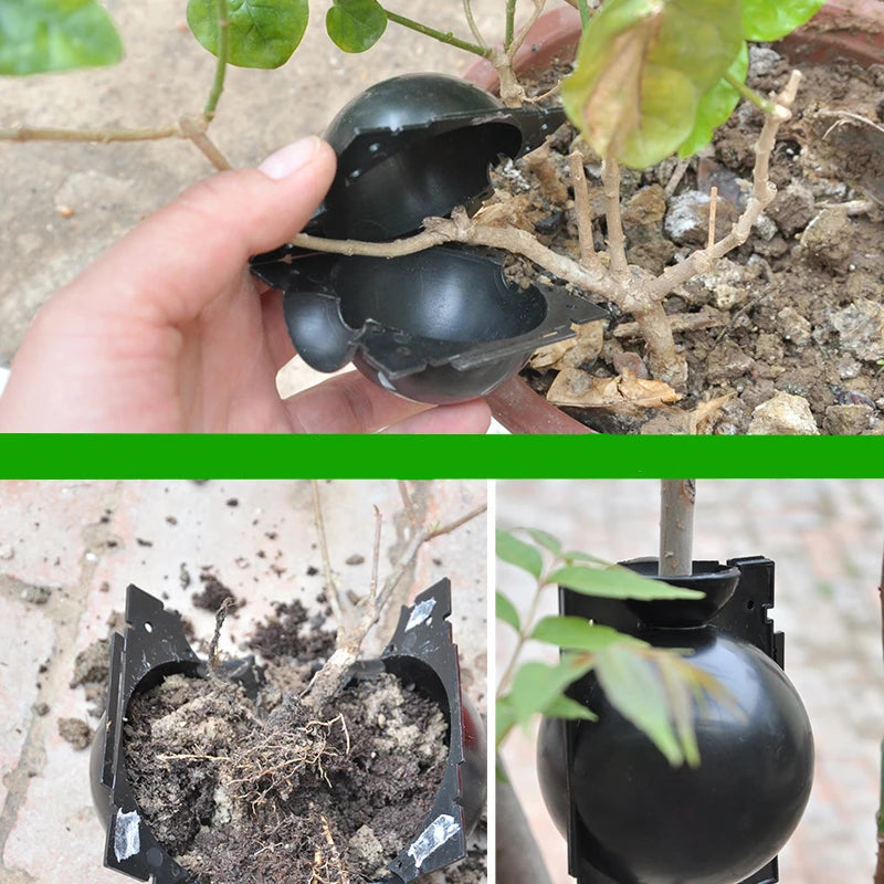 Recipiente de Enraizamento para Plantas – Propagador de Raízes Clonador em Tamanhos P, M e G | Verde Jardim