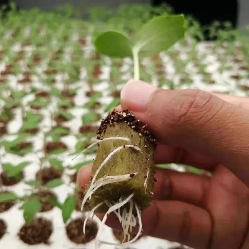 Bloco de Lã de Rocha para Mudas e Hidroponia – Esponja de Plantio para Estufas e Germinação | Verde Jardim