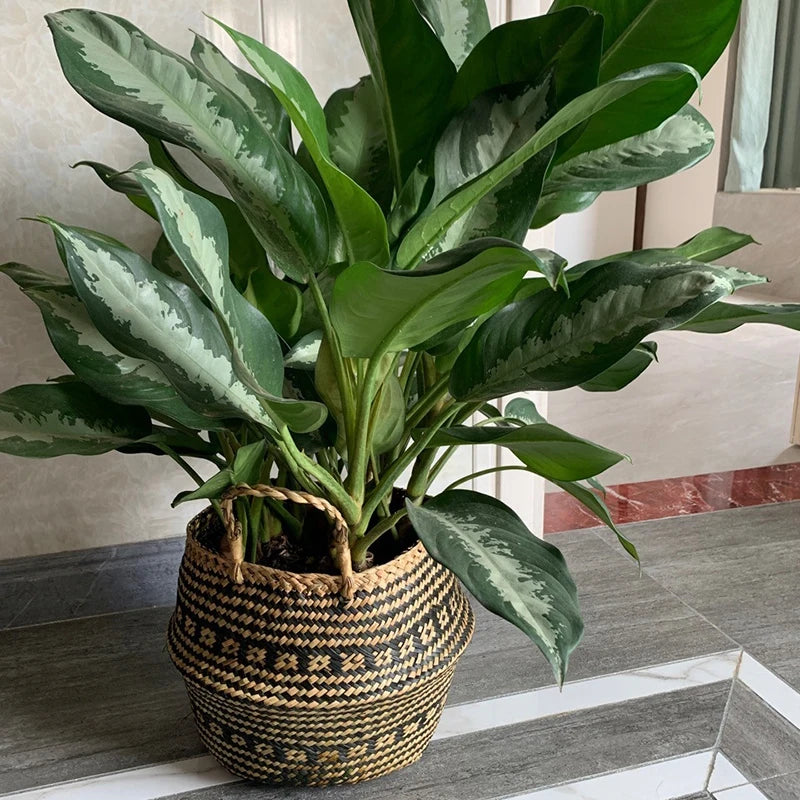 Verde Jardim - Cesta Artesanal de Vime para Plantas, Estilo Boho, 100% Natural e Ecológica Verde Jardim 