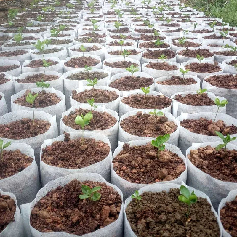 Verde Jardim - Saco para Mudas Biodegradável em Tecido Não Tecido Verde Jardim 